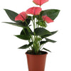 Anthurium Sweet Dream - 36 cm - Ø12 cm | Kamerplant