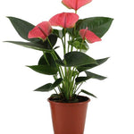 Anthurium Sweet Dream - 36 cm - Ø12 cm | Kamerplant