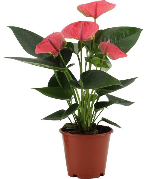 Anthurium Sweet Dream - 36 cm - Ø12 cm | Kamerplant