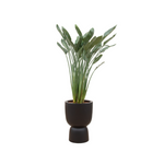 Combi deal - Strelitzia Reginae - in Elho Pure Coupe - 190 cm | Grote Kamerplant