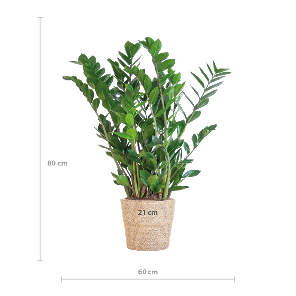 Zamioculcas Zamiifolia in Sofia mand naturel  - 80cm - Ø21 cm | Robuuste ZZ-plant