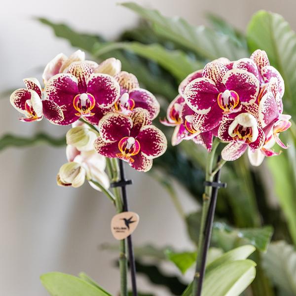 Orchidee | Geel rode Phalaenopsis orchidee - Spain - potmaat Ø9cm