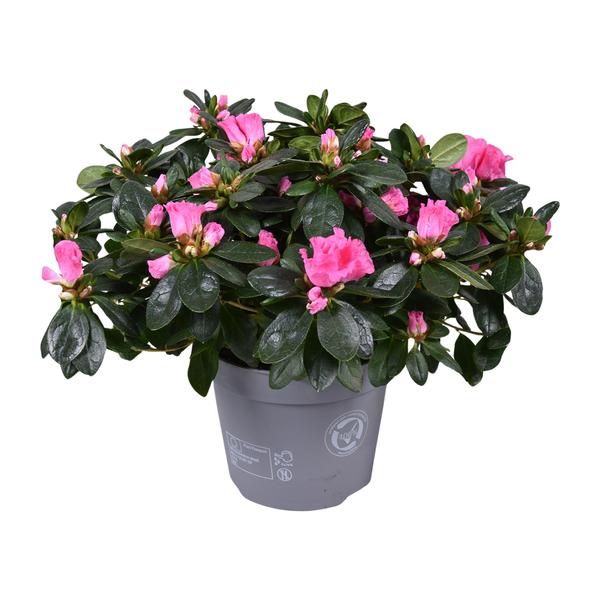 Azalea Rose Vogel - 30 cm - Ø14 cm | Bloeiende Kamerplant