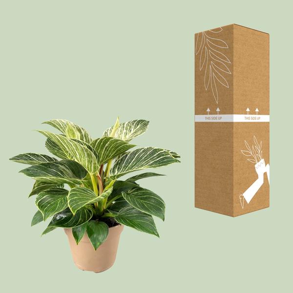 Philodendron Birkin – 30 cm - Ø15 cm | Kamerplant - Vers van de kweker