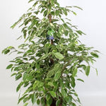 Ficus Benjamina Golden King - 100 cm - Ø21 cm | Ficus