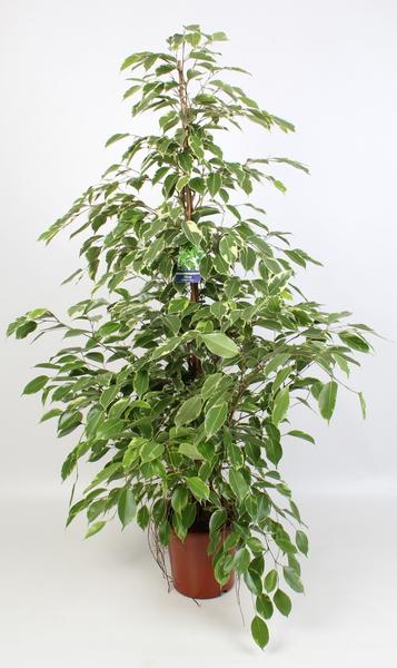 Ficus Benjamina Golden King - 100 cm - Ø21 cm | Ficus