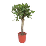 Ficus Benghalensis Boom - 150 cm - ø34 cm | Ficus - Grote Kamerplant