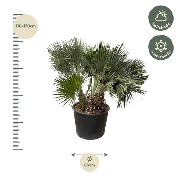 Chamaerops Humilis compact (Dwergpalm) - 120 cm - ø 80 cm  | Palm