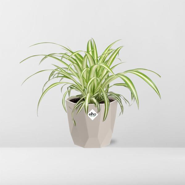 Chlorophytum Comosum Variegatum - 14 cm - in Elho b.for rock pot | Graslelie