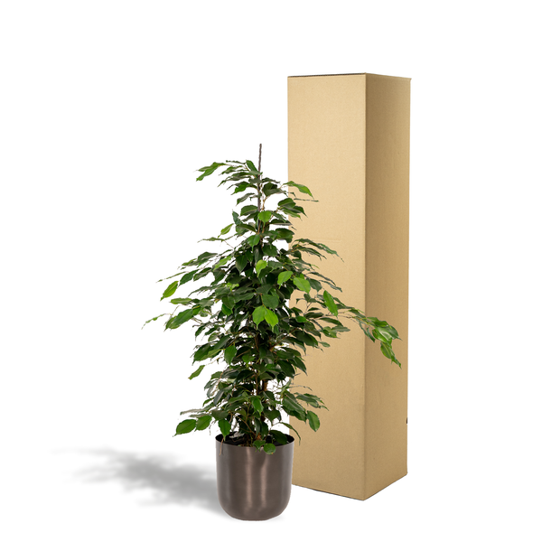 Ficus benjamina Danielle - 95 cm - Ø21 cm in Pot Mayk Lead | Ficus - Treurvijg