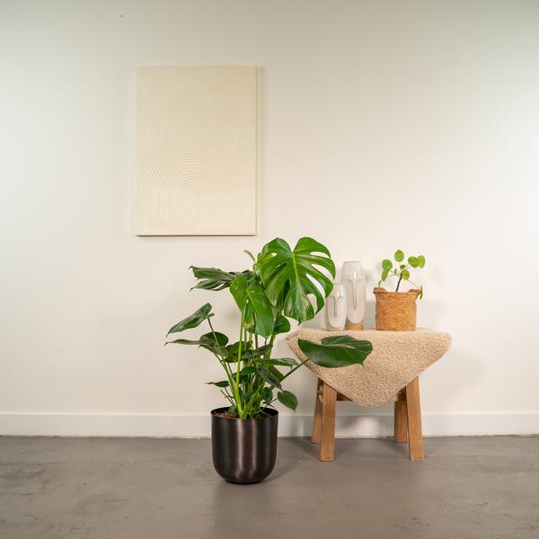 Monstera Deliciosa | 80cm - Ø21cm - inclusief Pot Mayk Lead