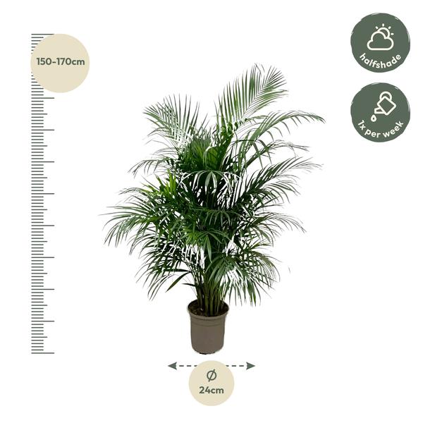 Areca palm - (Dypsis Lutescens) - 150 cm - ø24 cm  | Palm