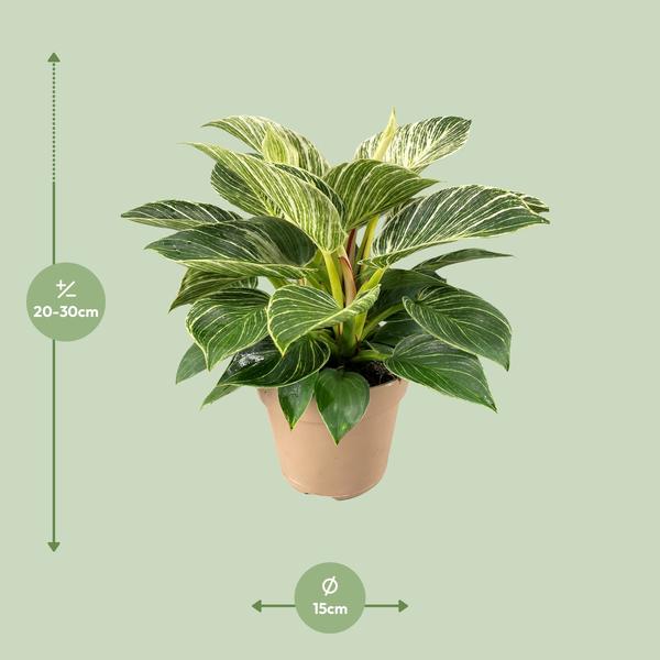 Philodendron Birkin – 30 cm - Ø15 cm | Kamerplant - Vers van de kweker