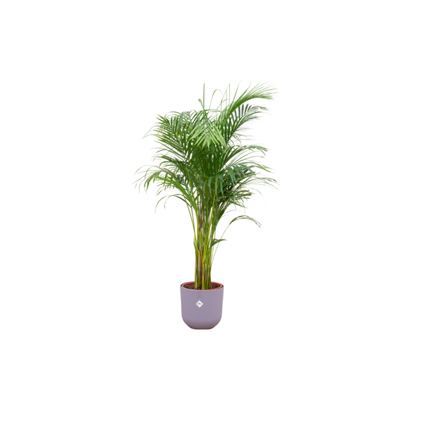 Combi deal - Areca palm - 140 cm - Ø26 cm - in Elho Jazz Round pot | Palm