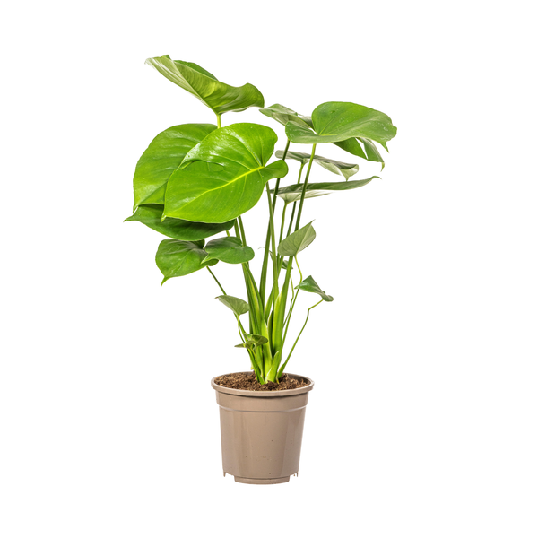 Monstera Deliciosa Tauerii - 60cm - Ø17cm | Monstera