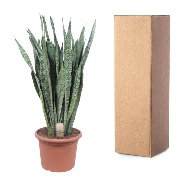 Sansevieria Zeylenica - 110 cm - ø35 cm | Vrouwentong