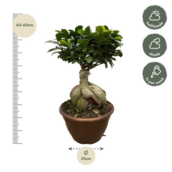 Ficus Microcarpa Ginseng - 50 cm - Ø25cm | Ficus - Kamerplant