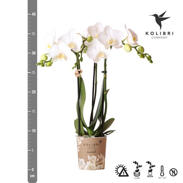 Orchidee | Witte Phalaenopsis orchidee - Amabilis - potmaat Ø9cm