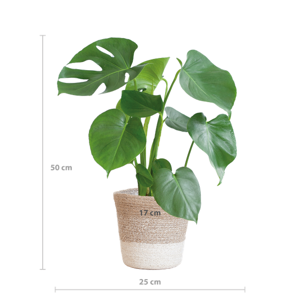 Monstera Deliciosa | in Lissabon mand wit of zwart - 50 cm - Ø17 cm