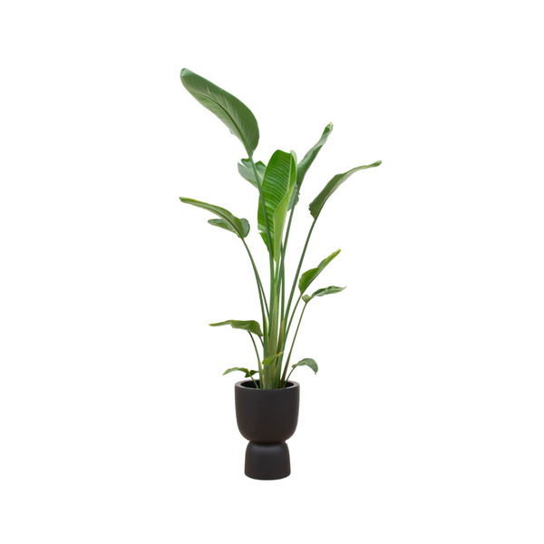 Strelitzia Augusta multi stam met pot Elho Pure Coupe zwart 210 cm - Ø35