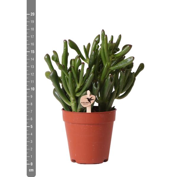 Succulent Crassula Hobbit -  potmaat Ø6 cm of Ø9 cm | Vetplantje met Robuuste stengels