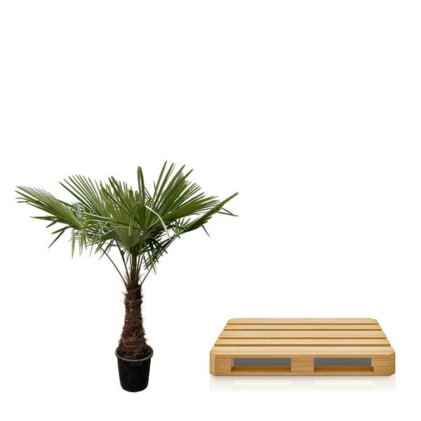 Trachycarpus - 220 cm - Ø45 cm | Winterharde Palmboom voor Buiten en Binnen