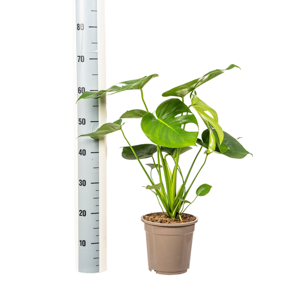 Monstera Deliciosa Tauerii - 80cm - Ø19cm | Monstera