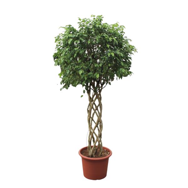 Ficus Benjamina Exotica gevlochten stam - 250 cm - ø55 cm | Ficus - Grote Kamerplant