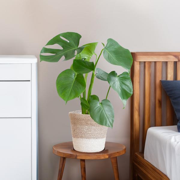 Monstera Deliciosa | in Lissabon mand wit of zwart - 50 cm - Ø17 cm