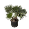 Chamaerops Humilis compact (Dwergpalm) - 120 cm - ø 80 cm  | Palm