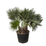 Chamaerops Humilis compact (Dwergpalm) - 120 cm - ø 80 cm  | Palm