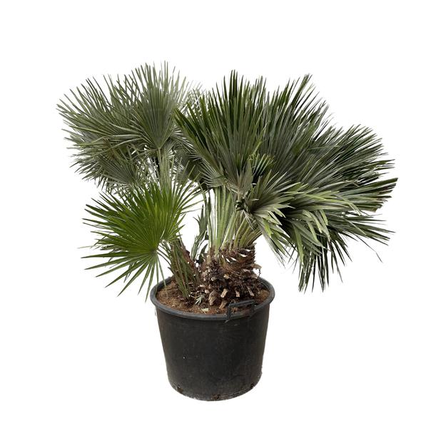 Chamaerops Humilis compact (Dwergpalm) - 120 cm - ø 80 cm  | Palm