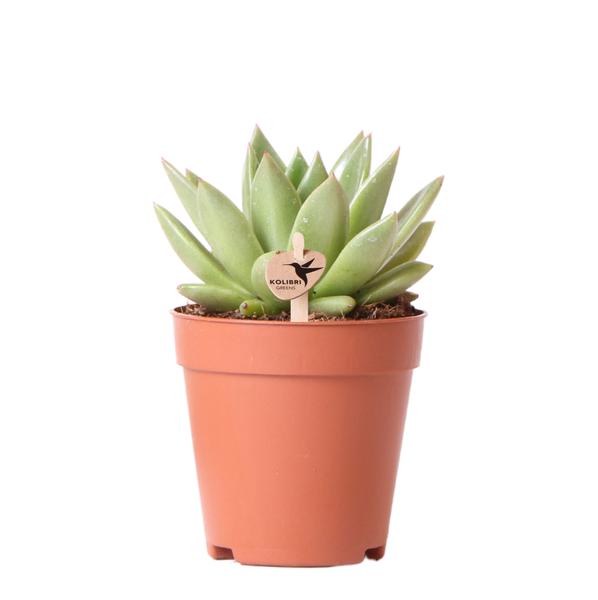 Succulent Echeveria Miranda - Ø9cm | Vetplant