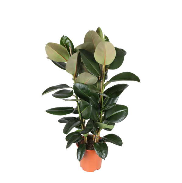 Ficus Elastica Robusta - 115cm - Ø27cm | Ficus - Rubberplant