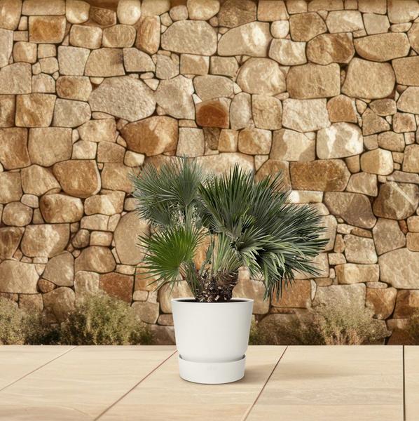 Chamaerops Humilis compact (Dwergpalm) - 120 cm - ø 80 cm  | Palm