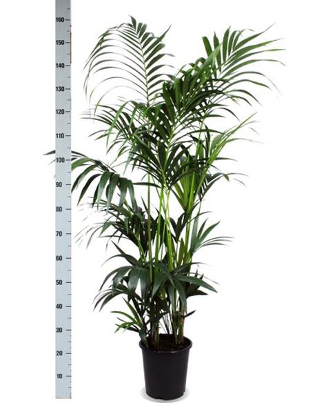 Kentia Palm - 160 cm - Ø27 cm - in Boule pot  | Kamerplant