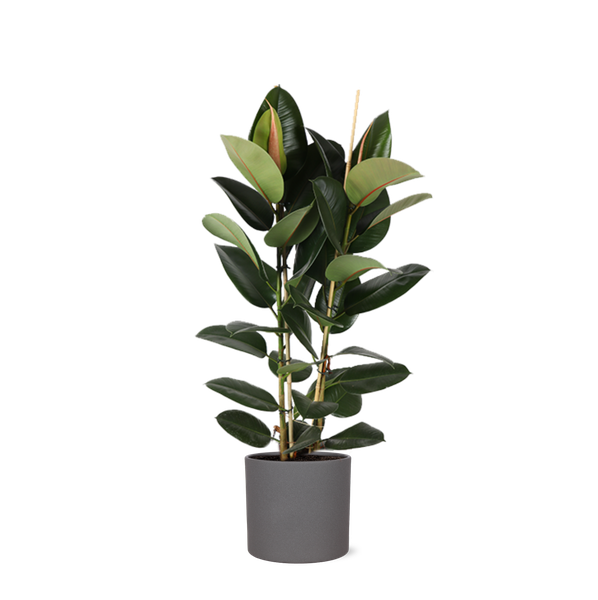 Ficus Elastica Robusta - 110cm - Ø24cm in Era pot | Ficus