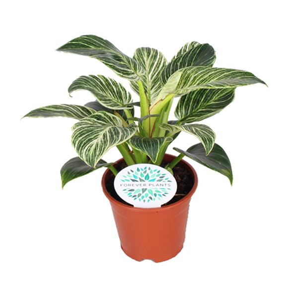 Philodendron Birkin - 25 cm - Ø14 cm | Kamerplant