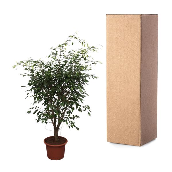 Ficus Benjamina Exotica vertakt - 150cm - ø40cm | Ficus - Kamerplanten