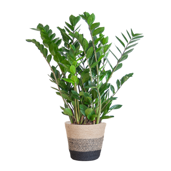 Zamioculcas Zamiifolia met Mand Lissabon - 80 cm - Ø21 cm | ZZ-plant