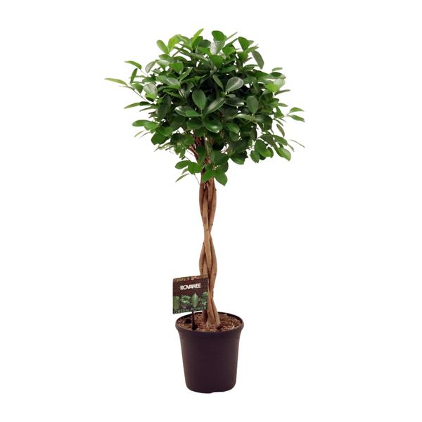 Ficus Microcarpa Moclame - 110 cm - Ø23 cm | Ficus