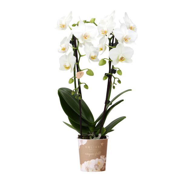 Orchidee | Witte Phalaenopsis orchidee - Niagara Fall - potmaat Ø9cm