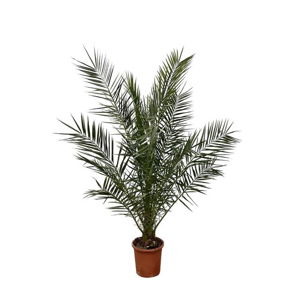 Phoenix Canariensis - 180 cm- Ø25 cm  | Dadelpalm voor binnen en buiten