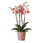 Orchidee | Oranje roze Phalaenopsis orchidee - Jewel Pirate Picotee - potmaat Ø12cm