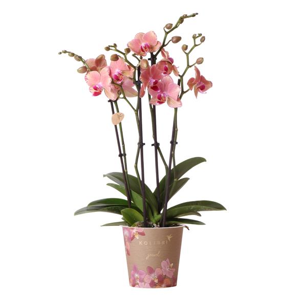 Orchidee | Oranje roze Phalaenopsis orchidee - Jewel Pirate Picotee - potmaat Ø12cm