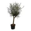 Olijfboom Olea Europaea Lorc - 200 cm - Ø45cm