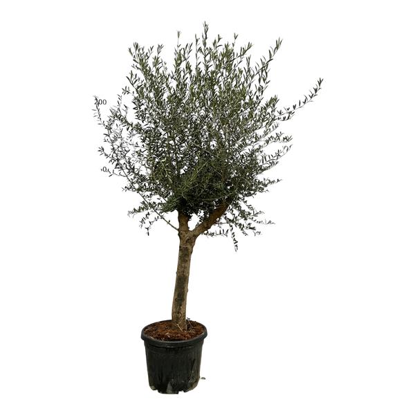 Olijfboom Olea Europaea Lorc - 200 cm - Ø45cm