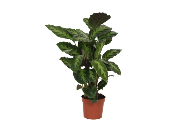 Calathea Misto - 40cm - Ø12cm | Calathea