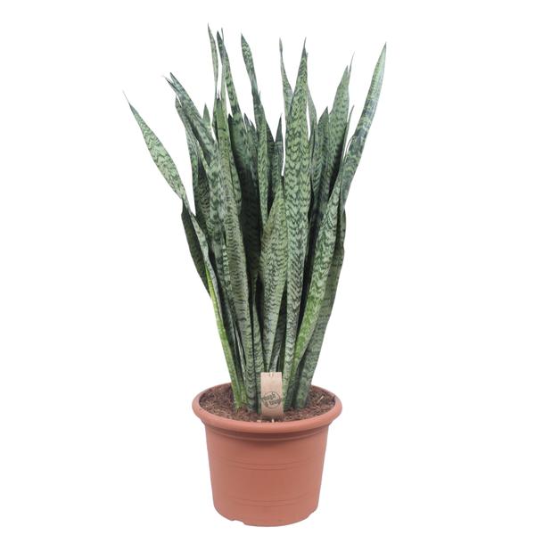 Sansevieria Zeylenica - 110 cm - ø35 cm | Vrouwentong