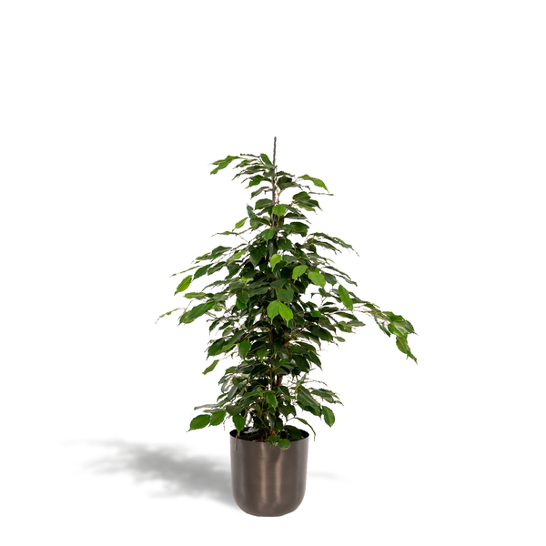 Ficus benjamina Danielle - 95 cm - Ø21 cm in Pot Mayk Lead | Ficus - Treurvijg